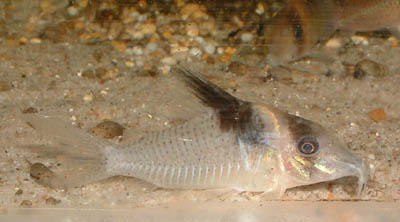 Corydoras sp. C38